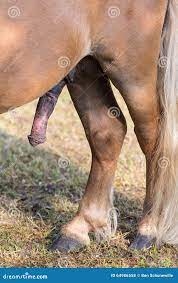 Stiff Pony Penis Erection with Back Legs Stock Photo - Image of  characteristic, fertilization: 64986558