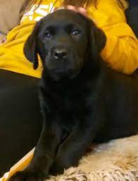 Be the first to comment! My Brand New Black Lab Puppy Called Jasper Only 8 Weeks Old Eyebleach