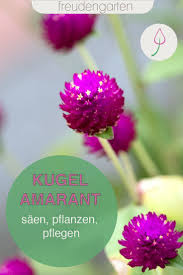 Kugelamarant Pflanzen Und Pflegen Pflanzen Bluhende Pflanzen Blumenbeet Anlegen