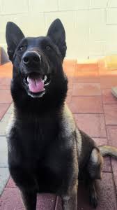 #darkmalinoismalinois #workingdog #mahoganybelgianmalinois #malinoispuppyk9