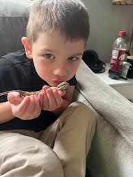 what bedding for bearded dragons?