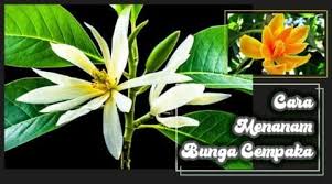 Pokok bakong atau juga disebut sebagai pokok tembaga suasa (crinum asiaticum l.) merupakan sejenis pokok herba yang daun bakong tumbuh memanjang, bunganya keluar jambak berwarna. Cara Menanam Bunga Cempaka Panduan Lengkap Kutanam