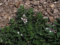 Image result for Lysimachia ruhmeriana