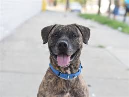 Please click the link for more information about our updated policies and procedures. Chevy Is At Risk Of Euthanasia And Needs Placement Please Consider Opening Your Home Today Hello My Name Is Chevy My Animal Id I Animals My Animal Pet Care