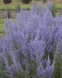 Low maintenance flowers full sun. 10 Fantastic Low Maintenance Plants For Full Sun Plant Addicts