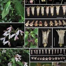 Image result for Kohautia confusa