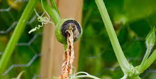 We did not find results for: Pepper Plants Flower Blossoms Pollination Fruit Setting The Pool Gardener