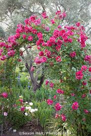Large Flowered Climbing Rose Rosa Shadow Dancer On Trellis Arch By Olive Tree In California Napa Cou Rose Garden Landscape Flower Garden Beautiful Gardens