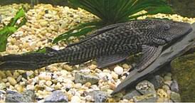 Contoh daftar isi karya ilmiah. Ikan Bandaraya Wikipedia Bahasa Melayu Ensiklopedia Bebas