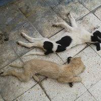 kayseri belediyesinin dag basindaki sahipsiz hayvan barinaginda iscinin igne ile kopekleri oldurmesine iliskin goruntuler 31 temmuz 2016 haykonfed hayvanlarin yasam haklari konfederasyonu