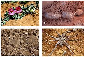 Image result for Harpagophytum zeyheri