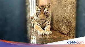 Indonesia is a tropical archipelago in southeast asia that stretches from the indian ocean to the pacific and is made up of provinces including sumatra, java and western new guinea. 7 List Of Endangered Animals In Indonesia That Are Endangered Bali Tourism
