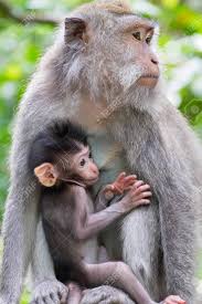 Covered in lush rainforests , dry volcanic terrain, alpine forests, coastal forests, and wetlands , the country consists of thousands of different islands, including the largest: Closeup Adult Female Monkey And Cute Baby Feeding Animals Behavior In Wild Nature Bali Indonesia Stock Photo Picture And Royalty Free Image Image 127432032