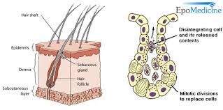 Hair follicles are the structures from which hairs emerge from the skin. Anatomy And Physiology Of Sebaceous Glands Epomedicine