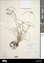 Image result for Cyperus dubius
