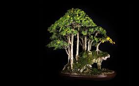 It was made by bonsai group namaste in india. Tree Bonsai Tree Black Hd Wallpaper Nature And Landscape Wallpaper Better