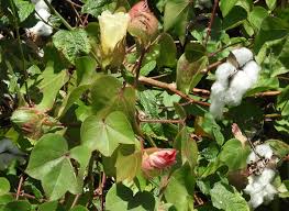 Image result for Gossypium