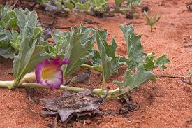 Image result for Harpagophytum procumbens