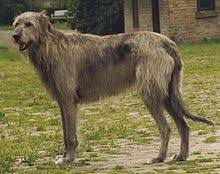 I am 54 lbs., 1 year old, and l am looking for my forever home. Irish Wolfhound Wikipedia