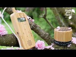 I love to interact with plants in the same way. Listen To The Music Of The Plants Bamboo Youtube
