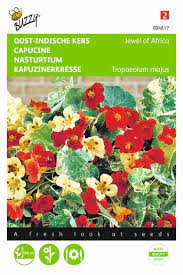 Also known as garden nasturtium and indian cress. Jewel Of Africa Nasturtium Seeds Tropaeolum Tuinzaden Eu