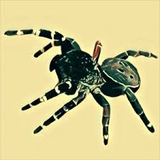 Скачивай и слушай ihre kinder spinne im netz single a side 1972 на zvooq.online! Spinne Im Traum Was Bedeutet Das Mit Video Traum Deutung