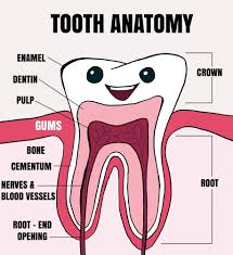 Image result for Tooth Anatomy