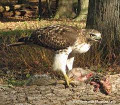 Red Tailed Hawk Eating Prey Red Tailed Hawk Prey Bald Eagle