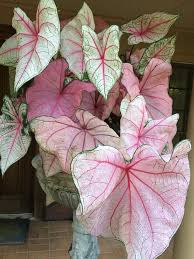 White Queen Caladium White And The Palest Pink Hearts Sway In The Shady Spots Lovely Call Us At 903 597 7421 Onlin Container Flowers Caladium Plants
