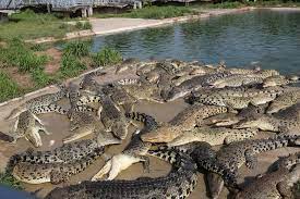 They had a new experience to see the crocodiles swimming quitely inside the pond especially when they smell foods. Sarang Buaya Pasir Gudang Videos Facebook