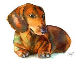 Our dachshund puppies are either akc or ckc registered and are raised in our home in a family environment. Teckel And Dackel And Dachshund Oh My