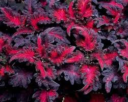 Image result for Coleus buchananii