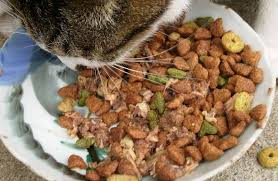 Buy products such as purina beyond natural limited ingredient dry cat food, simply salmon & whole brown rice recipe, 6 lb. Best Limited Ingredient Cat Food 2021