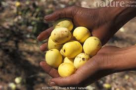 Image result for Sclerocarya birrea