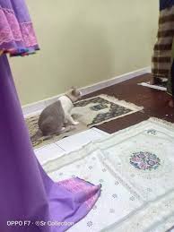 Apa tanda syukur kamu kepada allah? anjing menjawabalhamdulillah saya dijadikan anjing. Penang Kini Nama Kucing Ni Muezza Diambil Nama Sempena Facebook