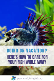 How Do I Look After My Betta Fish When I Am On Vacation Japanesefightingfish Org Betta Fish Betta Fish Care Betta