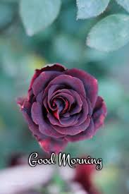 Lara dutta walks down the memory lane, remembers being crowned miss universe 2000 Beautiful Good Morning Rose Images Wishes Gmvibes