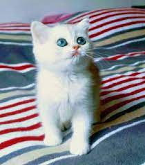 1 kedi 1 kopek hayvan bilgilendirme ve sahiplendirme ilanlari kedi hayvan scottish fold