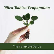 How To Look After Your Pilea Peperomioides The Definitive Care Tutorial Money Plant Care Plant Care Plant Problems