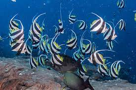 See full list on seaunseen.com Reef Fish Identification Tips