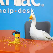 Aflac auto insurance is not available, but some of the company's other policies may be helpful after a car accident. Aflac On Twitter I Love Aflac Questions Like A Duck Loves Corn Is Aflac Car Insurance No Aflac Can Help Cover Expenses That Health Insurance Doesn T Aflachelpdesk Https T Co 4rbgezbzcp