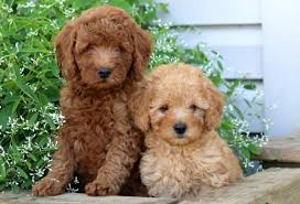 Few know that these little dogs miniature poodles stand 15 inches and shorter at the shoulders and weigh 15 to 17 lbs. Mini Poodle Puppies For Sale Puppy Adoption Keystone Puppies Bennett Dogs