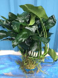 Image result for Astropanax barteri