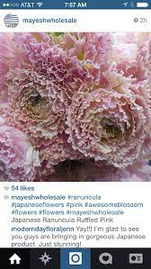 Japanese Ranunculus Ruffled Pink Ranunculus Flowers Nature Photography Flowers Ranunculus Wedding