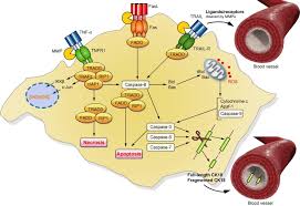Check spelling or type a new query. Biomarkers Of Liver Cell Death Journal Of Hepatology