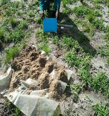 Image result for Triainolepis africana