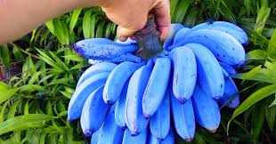 Comment Faire Pousser Des Bleunanes La Banane Bleue Qui Goute La Fraise Et Le Chewing Gum Banane Bleue Banane Chewing Gum