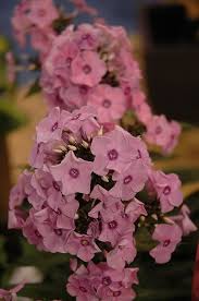 The gorgeous viola magnifi scent® collection has been bred for beauty and fragrance. Coral Creme Drop Garden Phlox Phlox Paniculata 39 Coral Creme Drop 39 At Wasco Nursery Plant Nursery Annual Plants Flowers