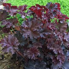 Palace Purple Heuchera Plants For Sale Coral Bells Free Shipping This heuchera palace purple, also known as coral bells palace purple, has beautiful mahogany foliage and white blooms. palace purple heuchera plants for sale