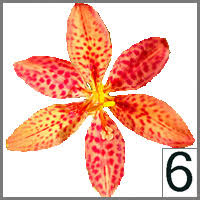 Image result for Heteropogon melanocarpus